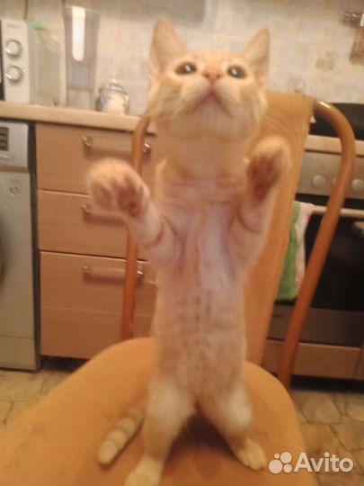Котенок в дар