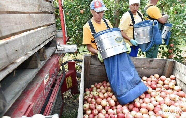 Сборщик вахта
