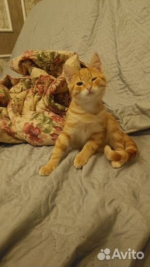 Котенок в дар, мальчик рыжик