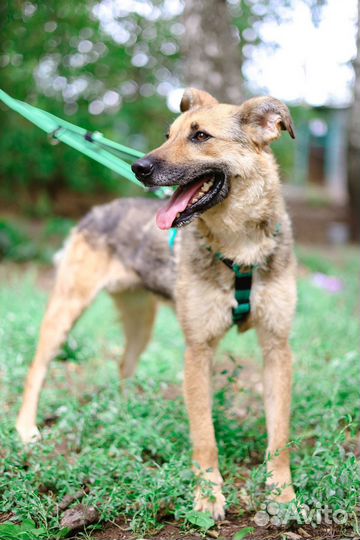 Собака в добрые руки