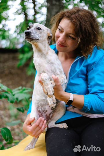 Маленькая красивая собака из приюта бесплатно