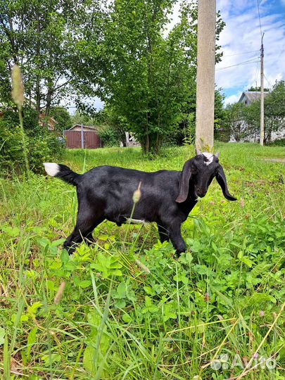 Нубийские козы