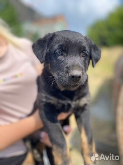 Щенки овчаристого типа