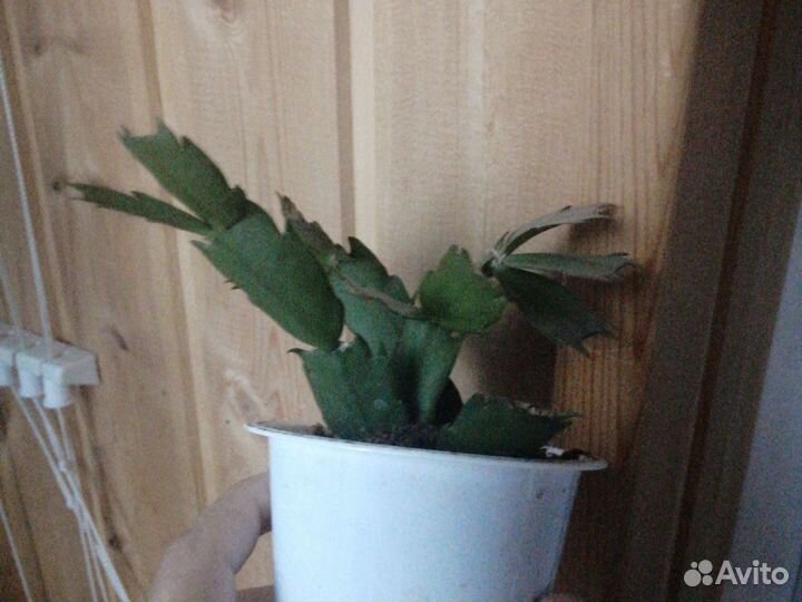 Декабрист жёлто-золотой