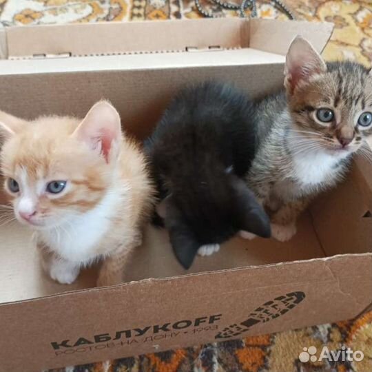 Котята в добрые руки