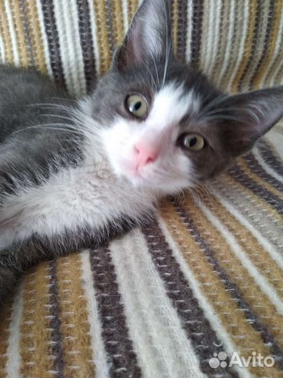 Котёнок Атос (мушкетёр)