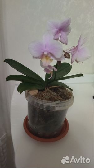 Орхидея фаленопсис