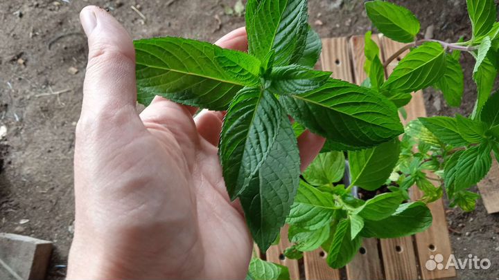 Мята сортовая