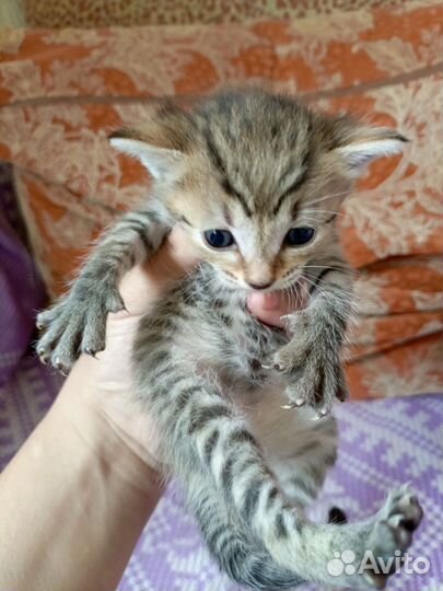Котят