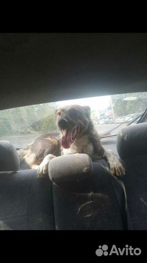 Выгул собак Няня для животных