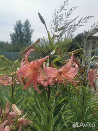 Лилии сортовые луковицы