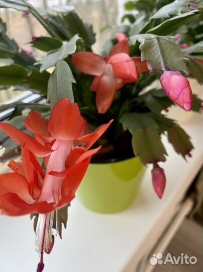 Декабрист шлюмбергера Белый,Оранжевый,Красный