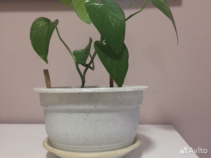 Сциндапсус