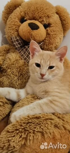 Котенок мальчик персиковый очень ласковый