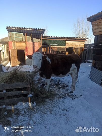 Корова стельная