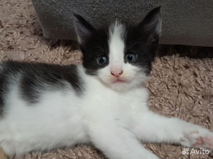 Котята сибурмята