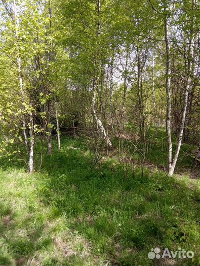 Берёза на корню на дрова