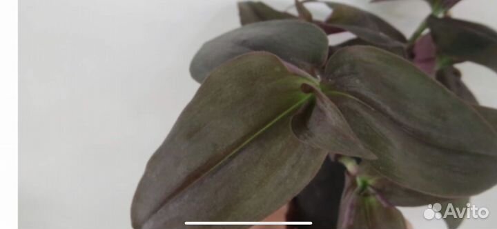 Укорененные черенки сортовых традесканций