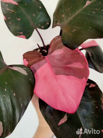 Филодендрон Pink Queen