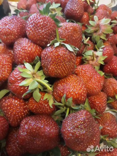 Рассада клубники, земляники