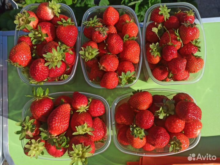 Клубника ягоды 1литр и рассада