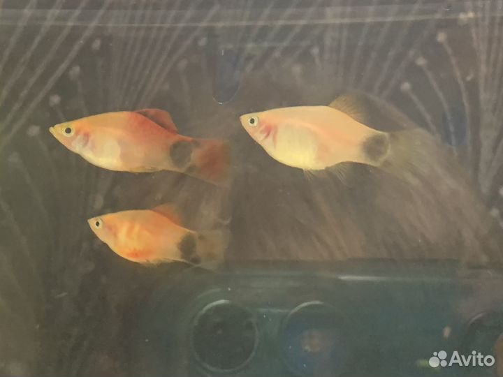 Аквариумные рыбки. Пецилия, меченосец