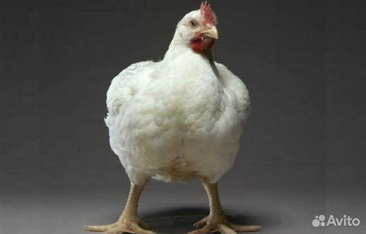 Инкубационное яйцо бройлера