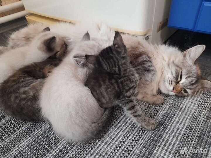 Котята в добрые руки
