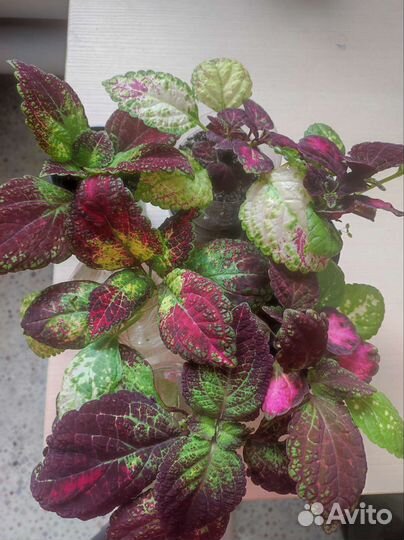 Махровый бальзамин,Колеус Аватар, Хенна