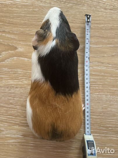 Колесо для грызунов большое