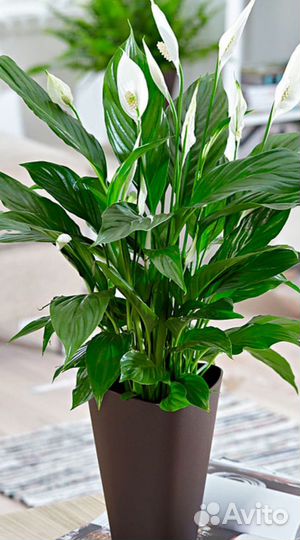 Спатифиллум