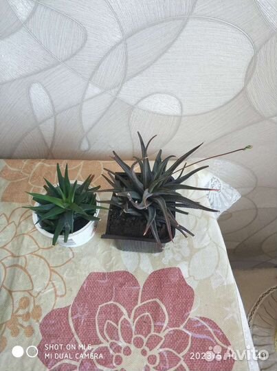 Суккуленты