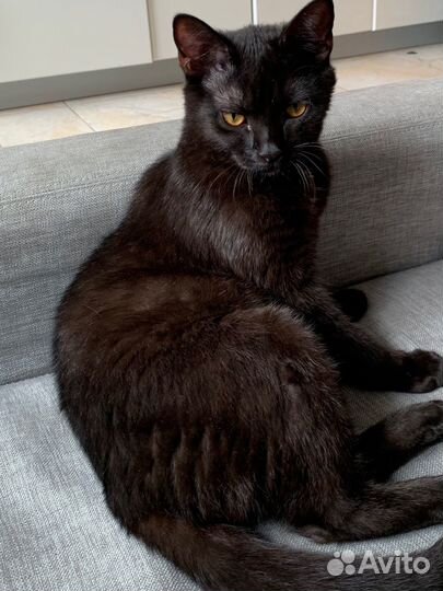 Красивая умная кошечка