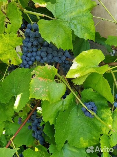 Черноплодка,малина,виноград, алыча,яблоки