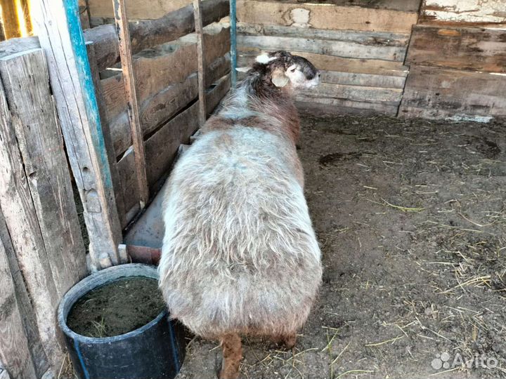 Мясо баранина халяль