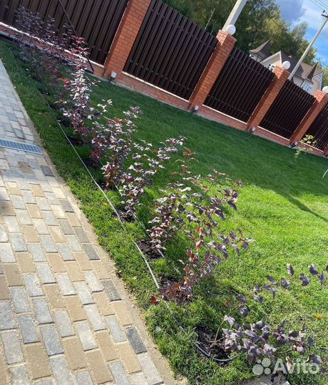 Укладка газона / рулонный газон