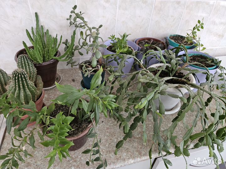 Комнатные цветы