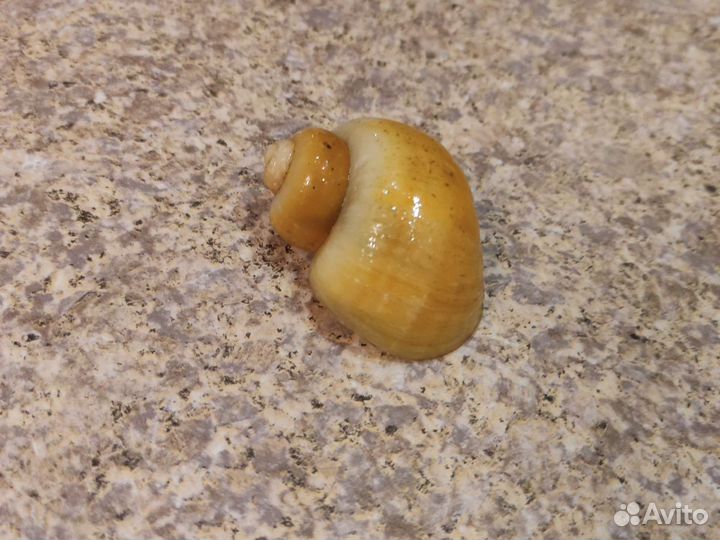 Улитка Ампуллярия