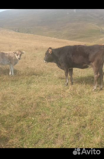 Телята телки