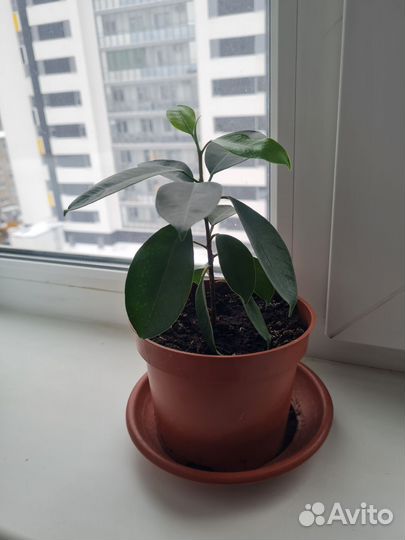 Фикус ретуза