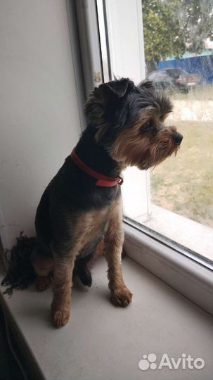 Йоркширский терьер щенки