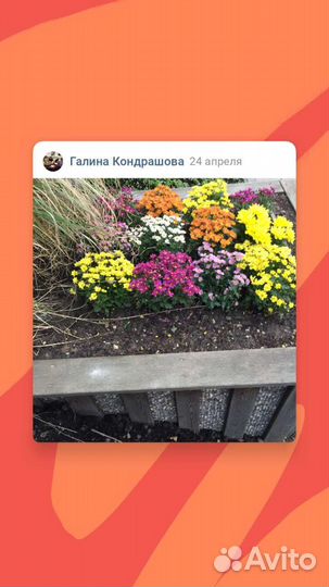 Хризантемы