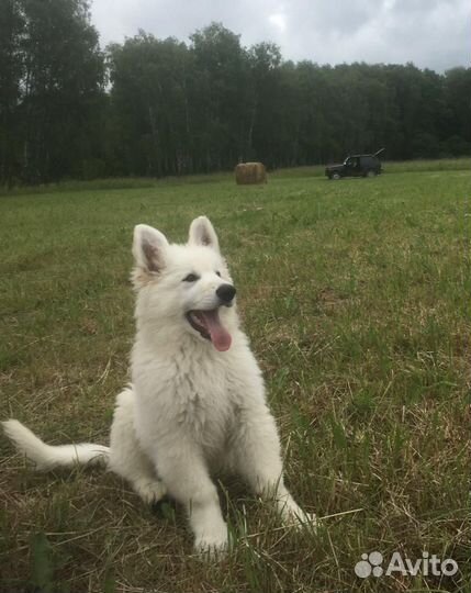Щенки бшо
