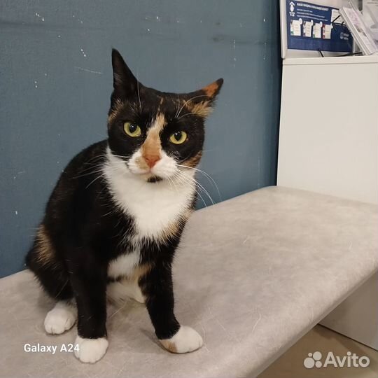 Трехцветная кошечка