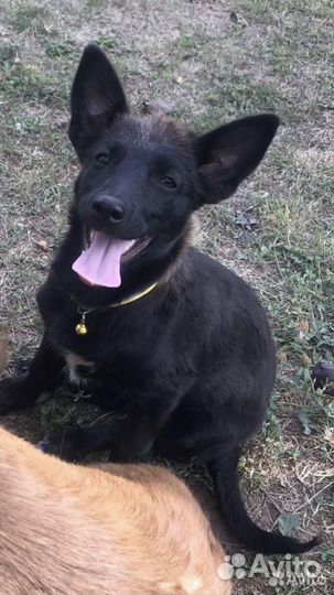 Умная собачка