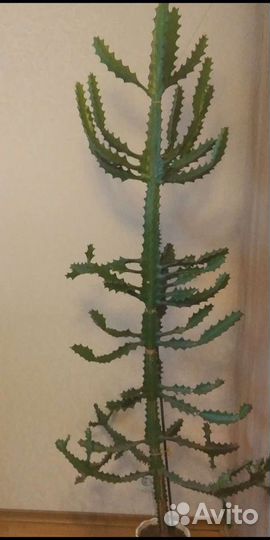 Кактус детки