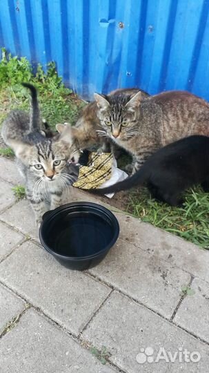 Котята ищут дом