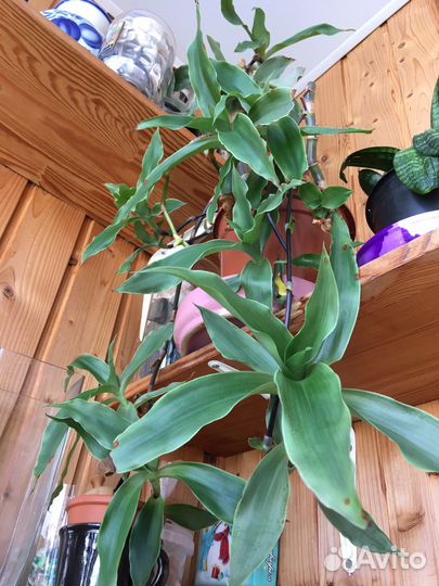 Золотой Ус (Каллизия)