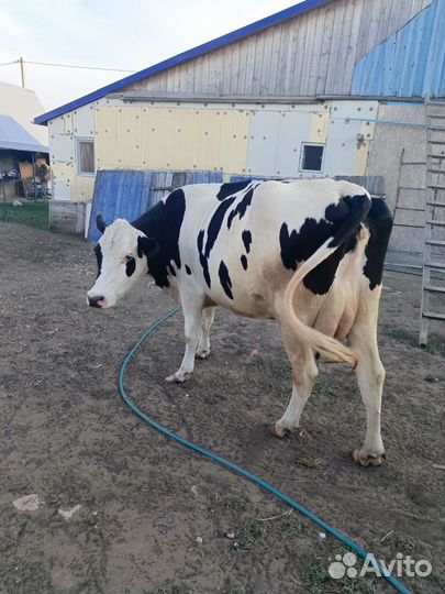 Корова чистокровная Голштинской породы