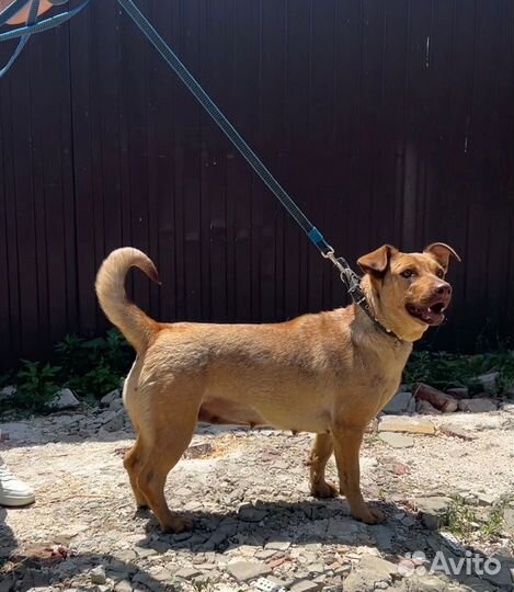 Собака в добрые руки